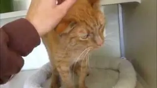 Adopted! Caspar the Friendly Kitty