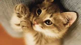 😊萌宠vlog可爱动物们🐈🐶 猫猫也看猫和老鼠