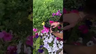 $8000 Camera macro VS iPhone 13 Pro Max macro! 📸📱