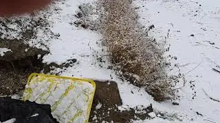 Золотая лихорадка продолжается. Алберта, Канада.