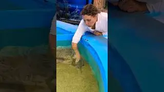 Sister touches a STINGRAY (DANGEROUS?)
