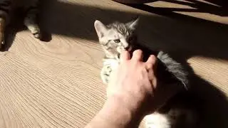 Курильский бобтейл