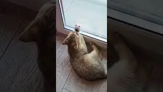 игрушка с кошачьего мятой  🐱