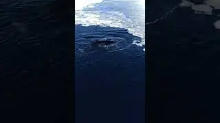a Family of Whales in Antarctica