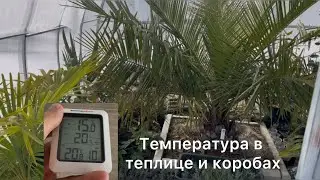 Температура в теплице зимой. Бамбук пострадал после -15