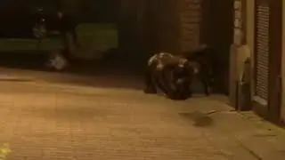 Атака пауков.Приколы 18+