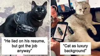Hilarious Cats With Jobs | Memes Time