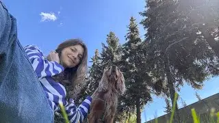 Возвращение блудного спаниеля. Подрос за пол года.