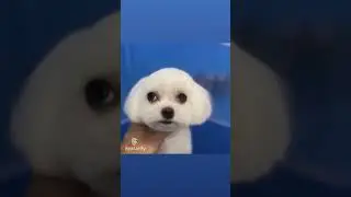 Груминг прикол