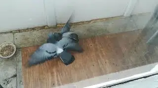 голубинный бой Мага с Минеевым отдыхают