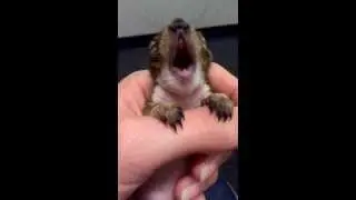 5 недельная Белочка зевает