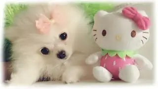 Mango & Coconut: Puppy Vlog