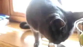 Кошка и сметана   Смешное видео