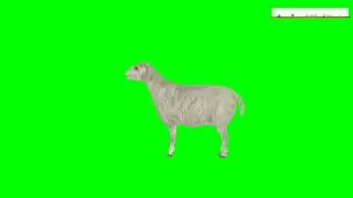 Goat green screen video effect|Green screen character|Green screen video character| Green screen|