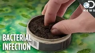 Is Chewing Tobacco Better For You Than Smoking?