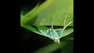 Camouflage expert-- wait for it #waitforend #bug #waitforit