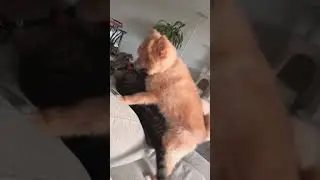 #catvideo #funnycats #catanddog  my cat and dog playing #cat