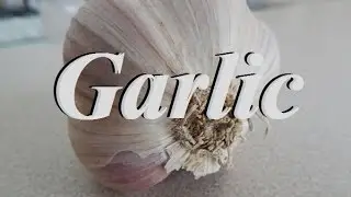 10 Health Benefits of Garlic