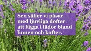Lavendel (med text) | Majas alfabetssånger| Bokstaven L