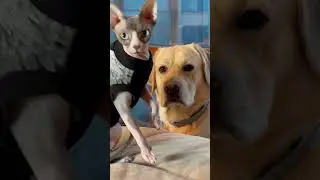 Дени не ожидал такой подставы 🙈 