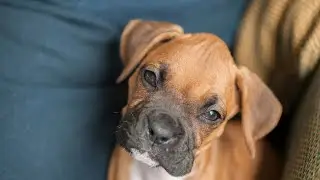Shedding Habits of Boxers: What to Know Before You Adopt