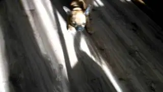 Buldog Karol i odkurzacz