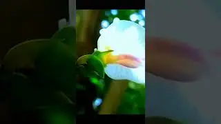 view#nature#shoorts #cinematic #flowers #pesona #traveling