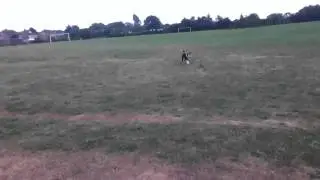 Bob Playing In The Field Part 2