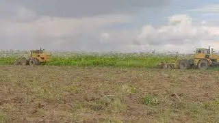 кировецы К701 пашут