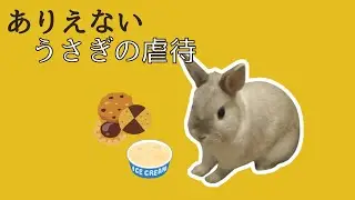 About rabbit abuse