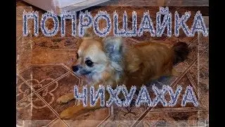 ЧихуаХуа шурка просия яичко  Нас 1,2года