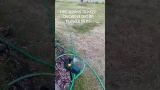 This motion sensor sprinkler works at keeping the chickens out of my flower beds #review  #sdsg
