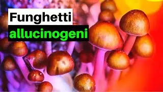 7 FUNGHI ALLUCINOGENI che puoi trovare in Italia