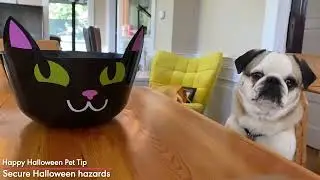 Happy Howl o ween Pet Tips