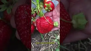 Лучший сорт из новинок. Саженцы Вацап +79035830612 #клубника#сад#огород