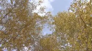Осень зарисовка 2009