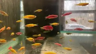 Fish for kids. Bright and simple fish