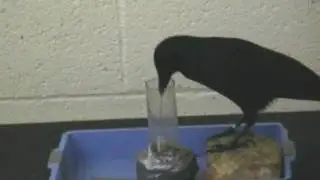 BIRD INTELIGENCE