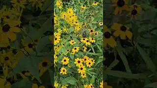 Black-eyed Susans and a cedar hedge  #plants #hedges #flowers #garden
