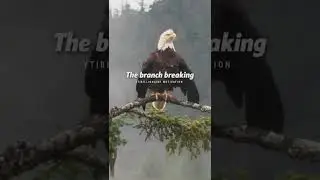 Sigma Rule 😎🔥~Believe In Yourself Motivation Quote WhatsApp Status 