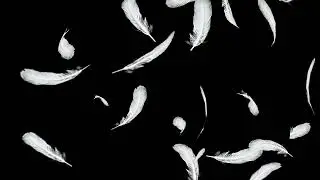 Free to used feathers animation overlay pack   No copyright feathers overlay   CREATIVE MIST