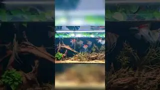 Forma NATURAL de curar el punto blanco en los PECES
