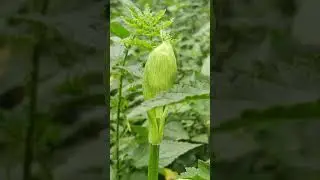 Интересное зелёное 🍀 #растение и мелкие #насекомые кружат вокруг - летняя живая #природа 4k shorts