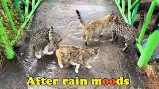 After rain cat’s mood , they hiden between bushes