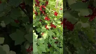 Красная смородина начинает спеть.
