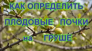 Fruit formations on a pear, how to distinguish fruit buds from growth buds.