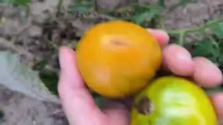 а в мене у городі був бабай і йдемо по виноград