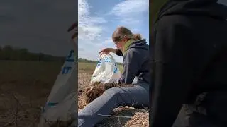 Грядки на ЦЕЛИНЕ😱