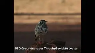 580 Groundscraper Thrush/Gevlekte Lyster