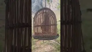 овози хушвахти мадкабк мастак кеклик